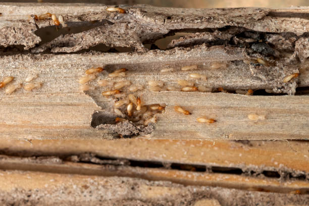 Best Best Pest Control Companies  in Ketchikan, AK