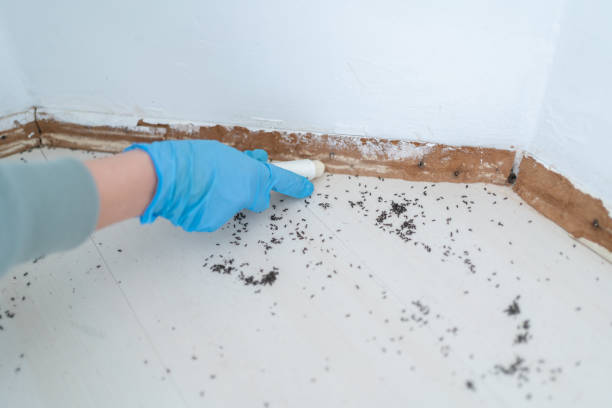 Professional Pest Control in Ketchikan, AK