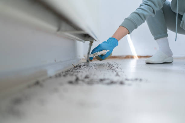 Best Residential Pest Control  in Ketchikan, AK
